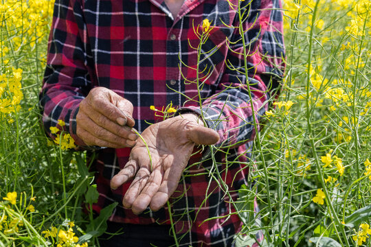 farmer in a canola crop inspecting for frost damage
