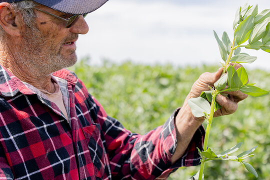 farmer inspecting frost damage to a faba bean plant