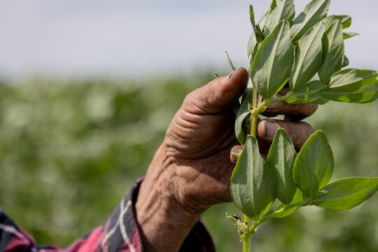 Hands of a farmer inspecting frost damage to a faba bean plant