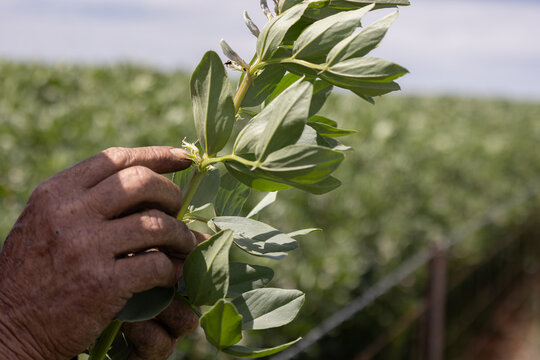 Hands of a farmer inspecting frost damage to a faba bean plant