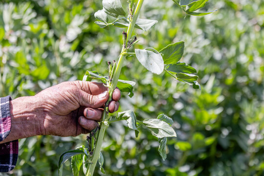 Hands of a farmer inspecting frost damage to a faba bean plant