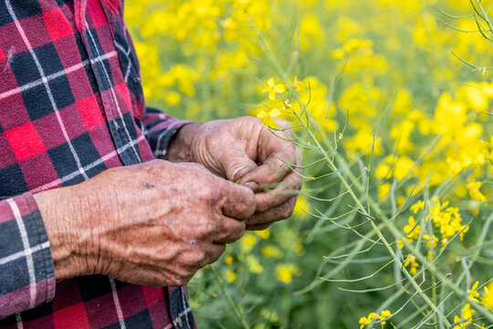 hands of a farmer in a canola crop inspecting for frost damage