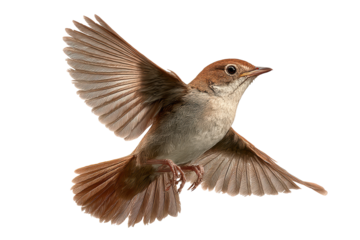 A brown bird soaring gracefully through the clear blue sky, isolated on transparent background
