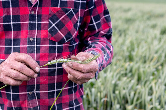 hands of a farmer in a wheat crop inspecting frost damage