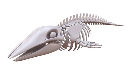 3D rendering of a detailed skeletal structure of a dolphin or whale, isolated on a white background.
