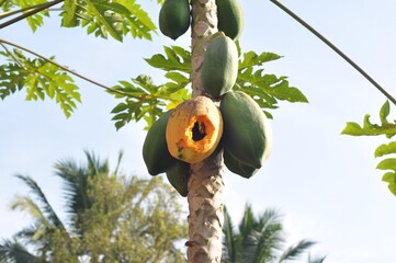 Ripe Papaya on Tropical Tree with Green Unripe Fruits Stock Photo