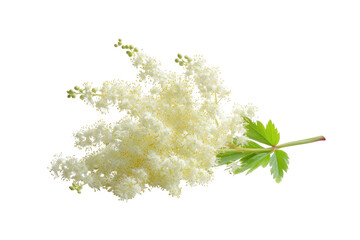 White flower cluster with green leaf isolated on a transparent background