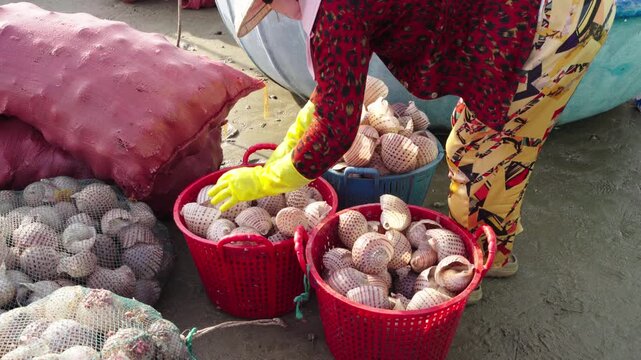 Women sorting seashells into baskets at coastal seafood market