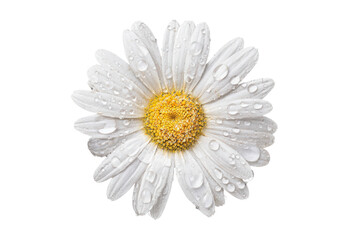 White daisy flower with water droplets on its petals Keywords: daisy isolated on a transparent background