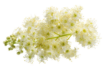 White Flower Cluster with Green Stem isolated on a transparent background