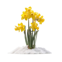 Yellow daffodils growing in snow isolated on a transparent background