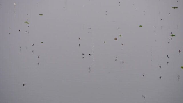 Tiny birds having a feast over the water in Deepor Beel Guwahati Assam 1 and this video captures a moment of a flock of small birds in flight over calm water, with their reflections visible below.