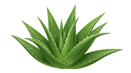 Fototapeta premium Fresh Green Aloe Vera Succulent Plant for Skincare Beauty and Healthcare Concept Illustration Transparent background