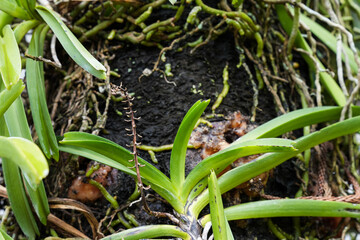 Obraz premium Resilient wild orchid with lush green leaves and tangled roots thriving on tree trunk. This serene botanical scene shows beautiful plant growing in its natural environment