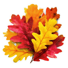 Fototapeta premium Sticker of a bunch of colorful oak leaves in autumn shades of red, orange, and yellow on a transparent background.