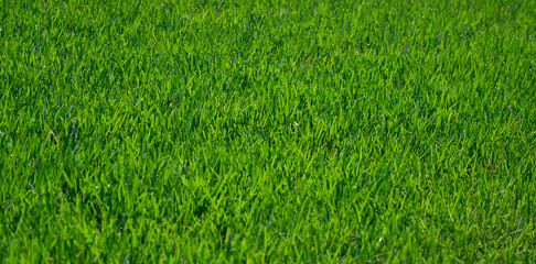 Grass in green lawn for natural background. Grass on fresh field. Grass in healthy turf for landscape design. Grass on outdoor surface clean texture. © Svitlana