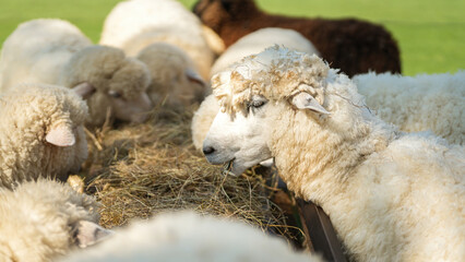 Obraz premium Group of white sheep are eating grass hay. Animal livestock farming in nature scene, close-up with eye selective focus.
