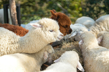 Obraz premium An alpaca is eating dryed grass hay. Animal livestock farming in nature scene, close-up with eye selective focus.