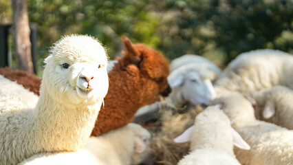 Obraz premium An alpaca is eating dryed grass hay. Animal livestock farming in nature scene, close-up with eye selective focus.