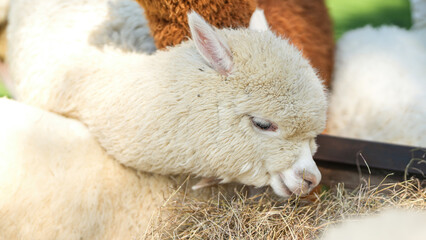 Obraz premium An alpaca is eating dryed grass hay. Animal livestock farming in nature scene, close-up with eye selective focus.