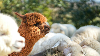 Obraz premium An alpaca is eating dryed grass hay. Animal livestock farming in nature scene, close-up with eye selective focus.