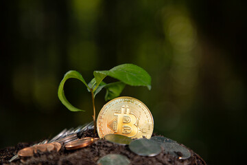 Bitcoin grows with green concept. Bitcoin eco crypto grows. Bitcoin grows beside young plant....