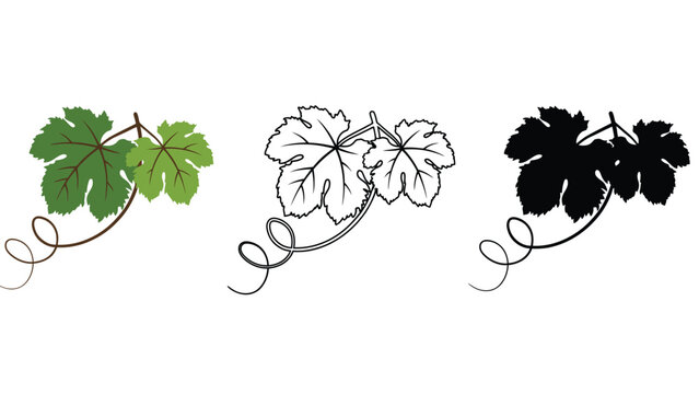 Three illustrations of grapevine leaves in different colors and styles