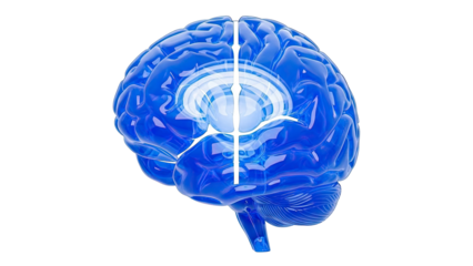3D Blue Brain Anatomy with Internal Structure Highlight