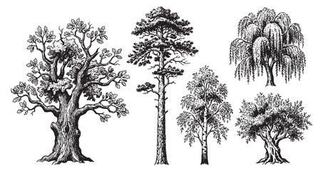 Various Forest Trees Vintage Style Hand Drawn Sketch © trianatio