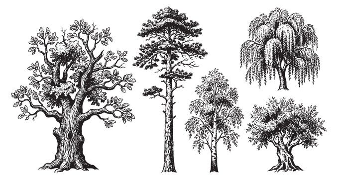 Various Forest Trees Vintage Style Hand Drawn Sketch