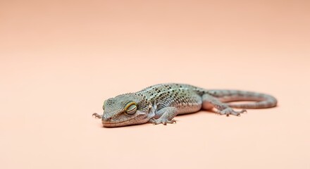 Fototapeta premium lizard resting with closed eyes