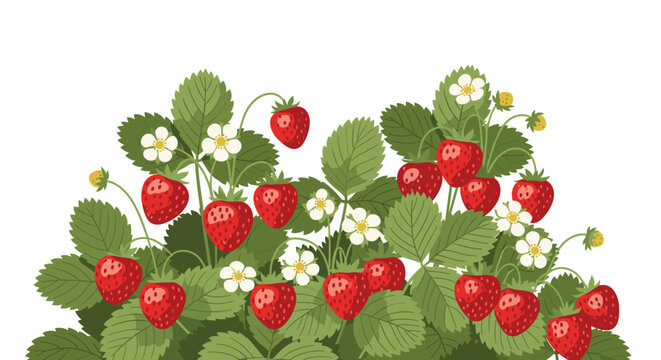A lush strawberry plant bush with ripe red strawberries, delicate white flowers, and vibrant green leaves, isolated on a white background.