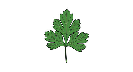 Detailed illustration of a single fresh green parsley leaf with intricate veins and a classic shape, isolated on a white background.