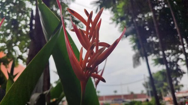 Heliconia psittacorum flower blooming in tropical garden, showing bright colorful bracts and exotic shape, highlighting tropical ornamental plant beauty.