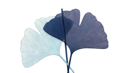 Two Overlapping Ginkgo Leaves with Line Detail