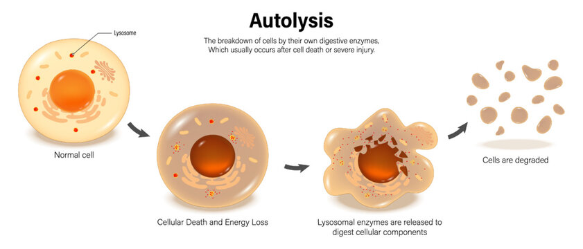 Step of autolysis. When cells die, lysosome enzymes are released to break down cellular components, causing decomposition.