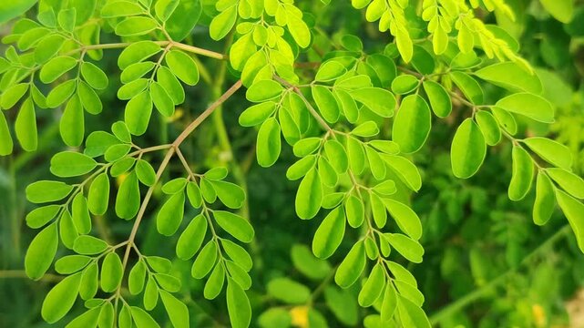 Fresh moringa leaves rich in nutrients, showing green color and natural texture, symbolizing healthy herbal plants and natural nutrition for wellness lifestyle.