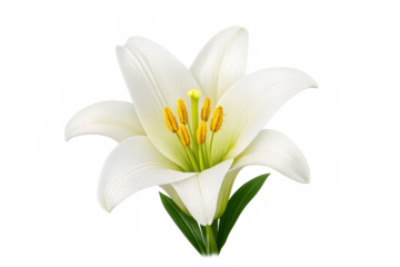White lily flower blooming, symbolizing purity, elegance, nature, spring, growth, and beauty with a transparent background