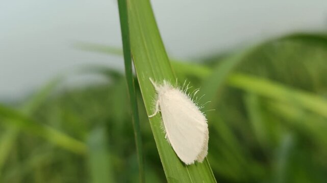 Sphrageidus similis caterpillar resting on a green leaf, showing fine body details and natural texture, highlighting tropical insect life in natural environment.