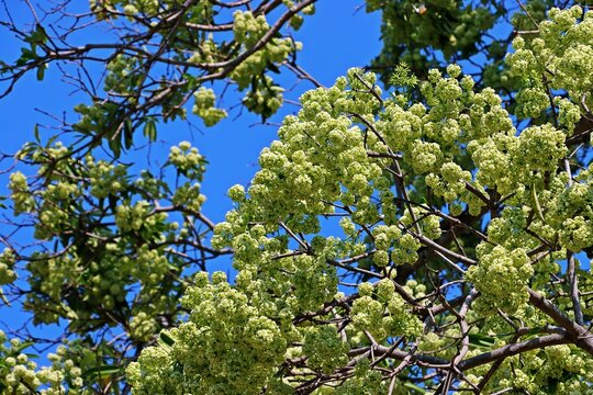 Blackboard tree or Scholar tree (Alstonia scholaris) white flowers, blue sky background