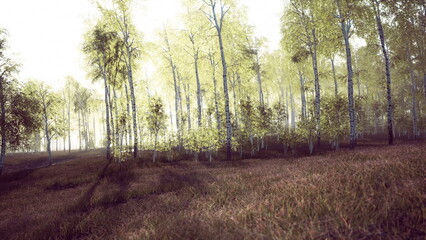 Fototapeta premium Morning light filters through a peaceful forest, illuminating fresh green leaves on birch trees. The soft glow creates a calming atmosphere over the grassy underbrush.