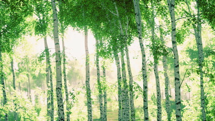 Fototapeta premium In a serene forest, sunlight softly illuminates the vibrant green leaves of tall birch trees, creating a peaceful and refreshing atmosphere. Nature shows its beauty as light dances among the trunks.
