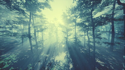 Obraz premium Sunlight streams through the tall trees of a serene forest, casting a gentle glow and creating a magical atmosphere. Mist rises from the ground, enhancing the peaceful scene.