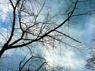 青空と枯れ木