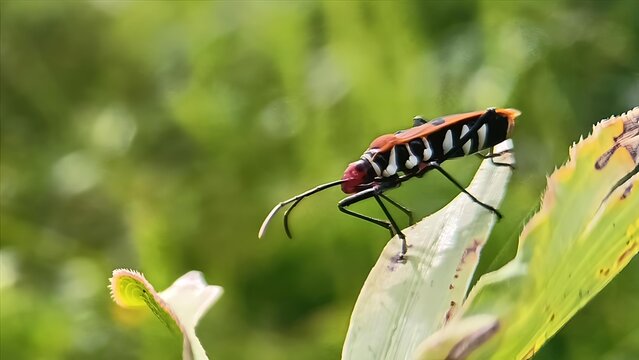 A Cotton Stainer Bug  on a Green Leaf