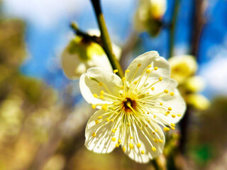 梅のクローズアップ