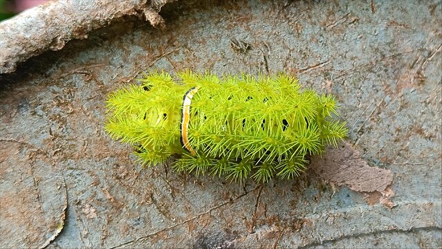 Neon Green Stinging Slug Moth Caterpillar on Tree Bark