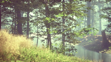 Obraz premium Sunlight filters through the trees in a serene forest. A gentle stream flows nearby, surrounded by lush greenery and golden grass. This peaceful landscape invites calm and reflection.