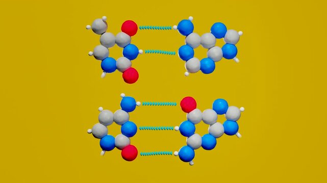Looping 3D animation of DNA base pairs gently floating, showing adenine&ndash;thymine and cytosine&ndash;guanine pairing in a simple clay style.