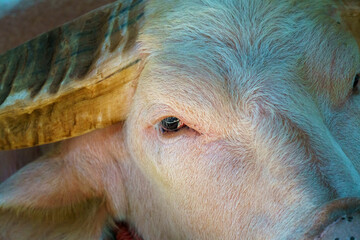 Extreme macro close-up of a rare albino water buffalo head showing detailed pinkish skin, white fur, and a textured horn. Focus on the eye and facial features of the domestic animal.
